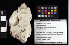 Foto (Objket + Etiketten) von Goniodromites sp. 